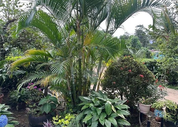 Jungle Overnight *