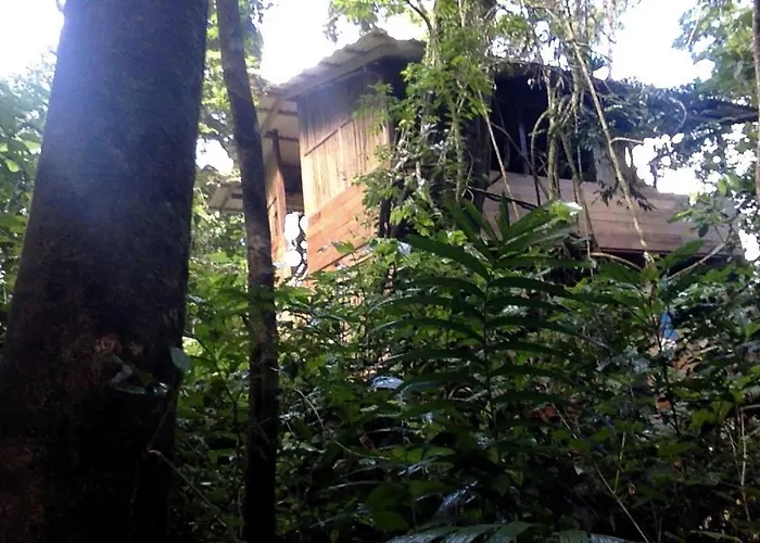 Jungle Overnight *